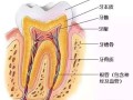 牙齿敏感疼痛怎么办怎么快速止痛（牙痛不是病，痛起来要人命！一招教你解决牙齿敏感）
